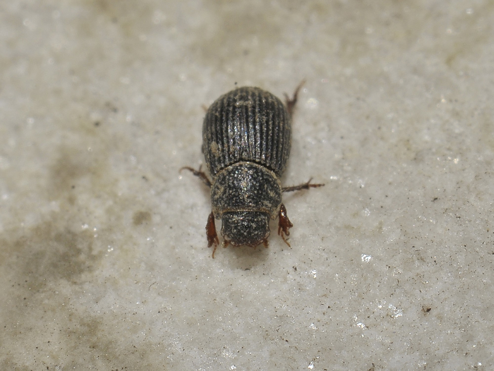 Diastictus vulneratus (Aphodiidae)